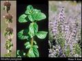Mentha pulegium